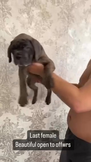 Cane Corso Top Quality Show . Top Quality Female in Liverpool