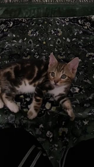 BENGAL MIXED PERSIAN CHINCHILLA KITTEN READY FOR A NEW HOME in London