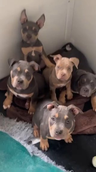 Pocket Bully’s Reduced in East Staffordshire
