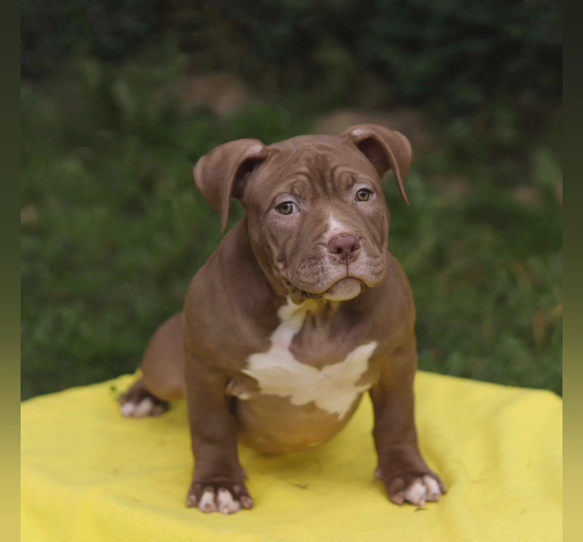 Pocket Bullies  Beautiful 3x GRCH ROCKOMANIA bloodline puppies in Sheffield