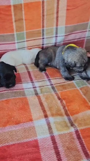 kc Miniature Schnauzer puppies in Edinburgh