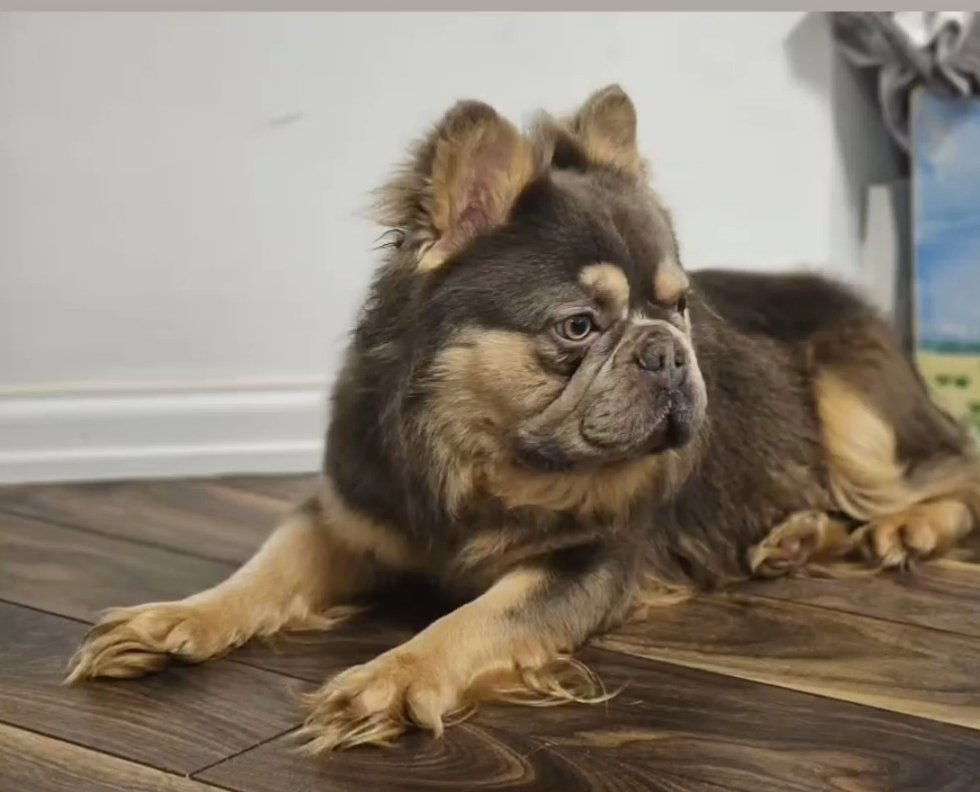 Fuzz Lightyear - The Lion Frenchie At Stud in Blackpool