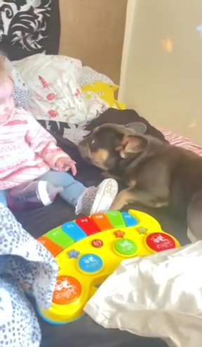 French Bulldog, Miniature Female. in Rhondda Cynon Taf