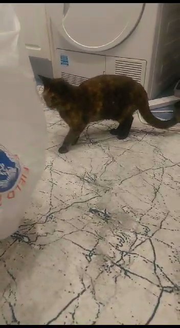 kittens in London