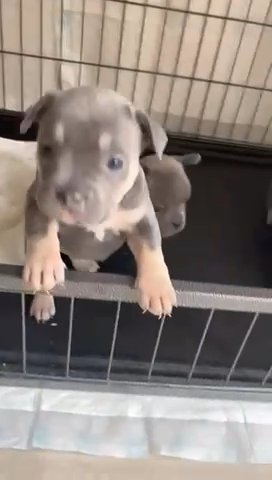 Frenchie X Pocket Bully in Staffordshire