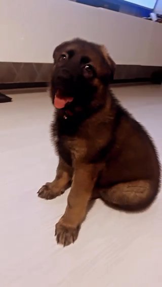 German Shepard Pups 2 Females Ready To Go in Coventry