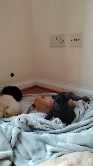 Mixed breed pups! in London