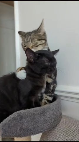 2 Kittens to adopt in Berkshire
