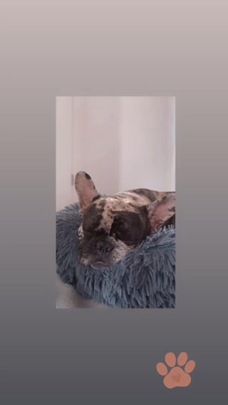 Female Merle French Bulldog in North West Leicestershire