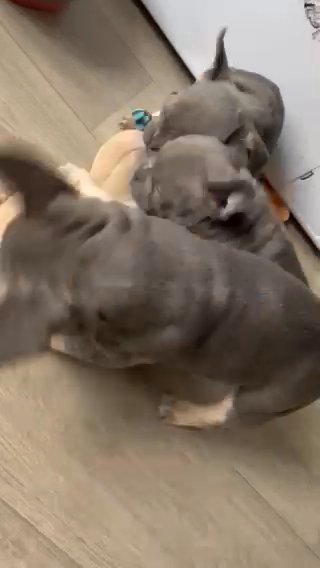 French Bulldog X Pocket Bully in Staffordshire