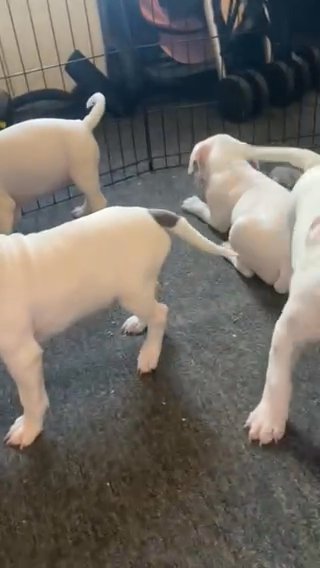 American Staffordshire Bull Terriers in Nottingham