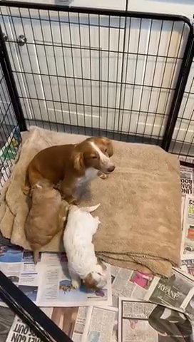 stunning cockapoo puppies in Kingston upon Thames