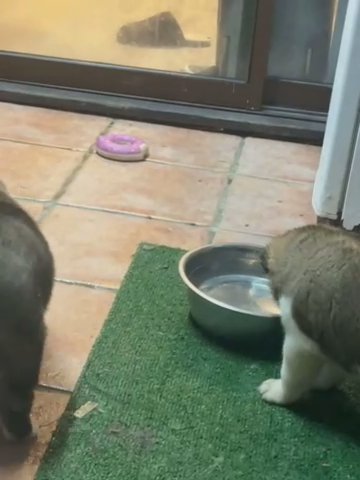 American Akita Pups in Manchester