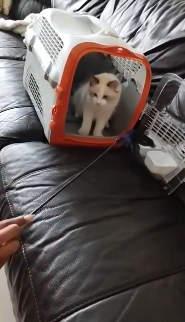 Seal Bicolor Ragdoll Kitten in London