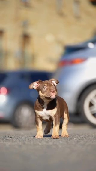 3 Female Pocket Bully’s Available in Bradford