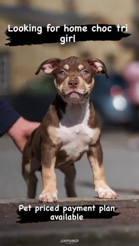 Pocket Bully Choc Tri in Bradford