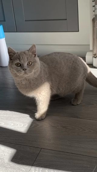 Lilac British Shorthaired Boy in Wirral