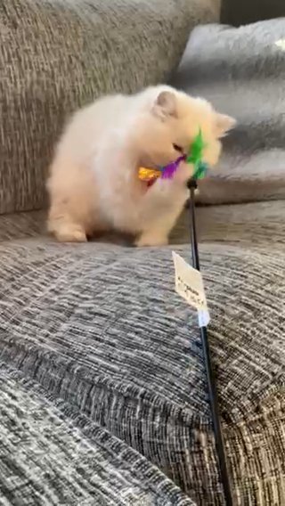 White British Longhaired Boy in Wirral