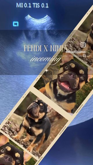 French Bulldog Puppies in Sunderland