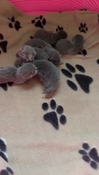 GCCF ACTIVE BRITISH SHORTHAIR KITTENS in London