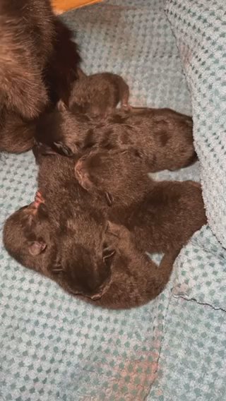 kittens in West Lothian