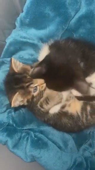 Two Beautiful Kittens Trained in Birmingham