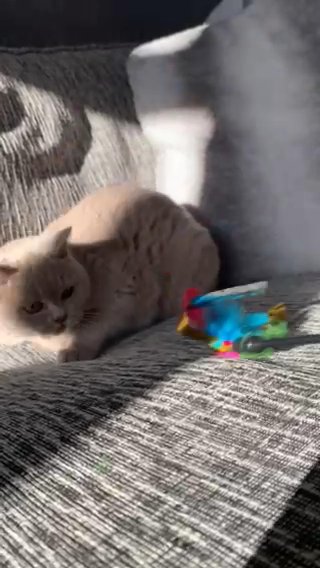 Lilac British Shorthair Girl in Wirral