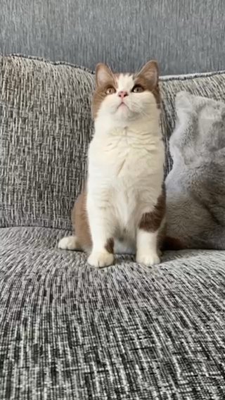 Cinnamon Bi colour Girl in Wirral
