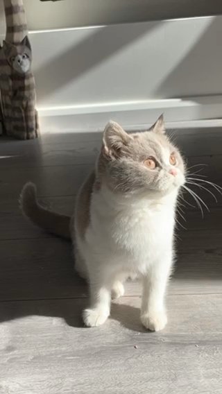 Lilac Bi Colour Girl in Wirral