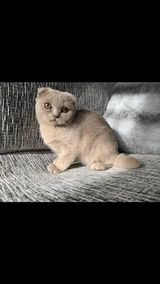 Fawn Scottish Fold Boy in Wirral