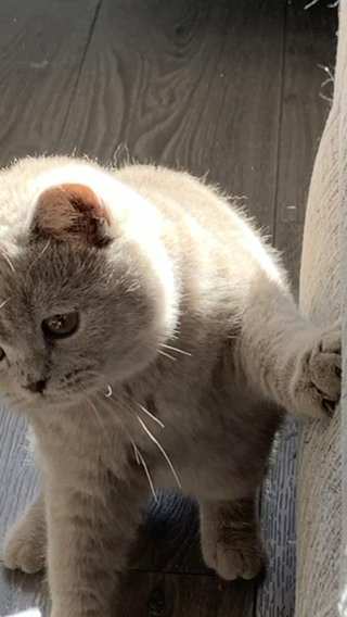 Lilac BSH Girl in Wirral