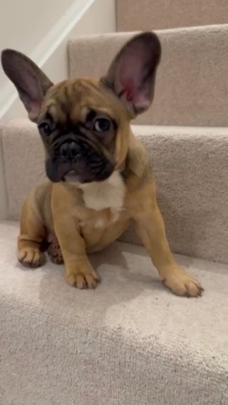 French Bulldog girl in Manchester