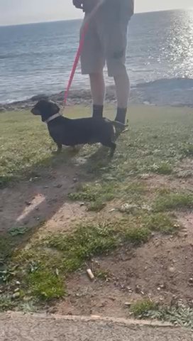 Silver Dapple Miniature Dachshund Female Available in Rhondda Cynon Taf