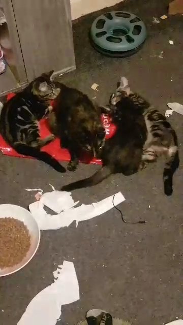2 kittens in Mansfield