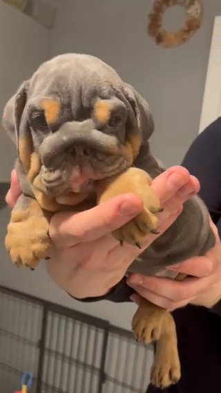 Blue And Tan Female English Bulldog in Derby