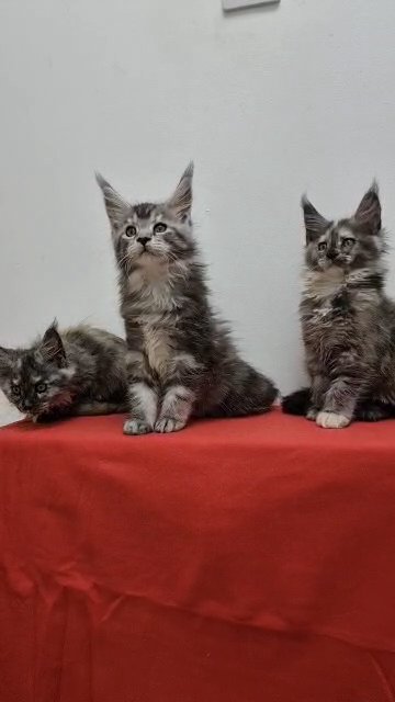 Amazing Maine Coon kitten in London