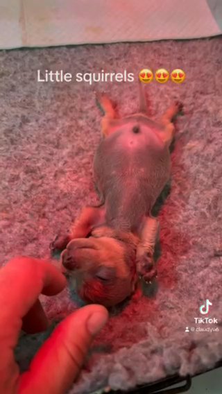 Miniature Dachshund KC in Wolverhampton