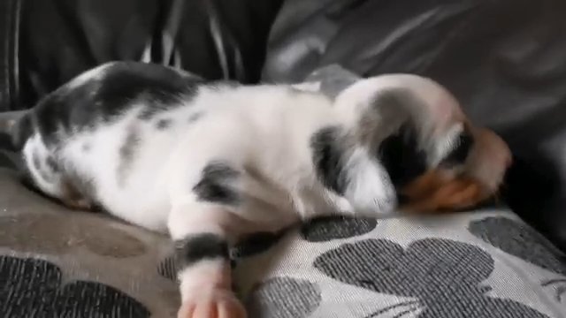 Miniature piebald dachshund in Sheffield