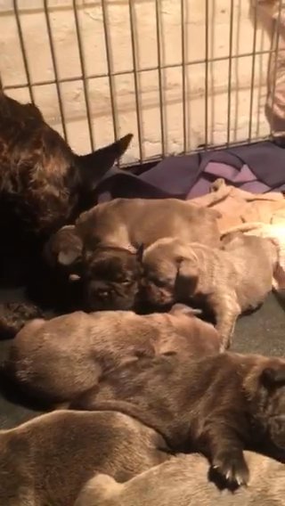 Freinch Bulldog Puppy New Shad  22 Days Old in Nottingham