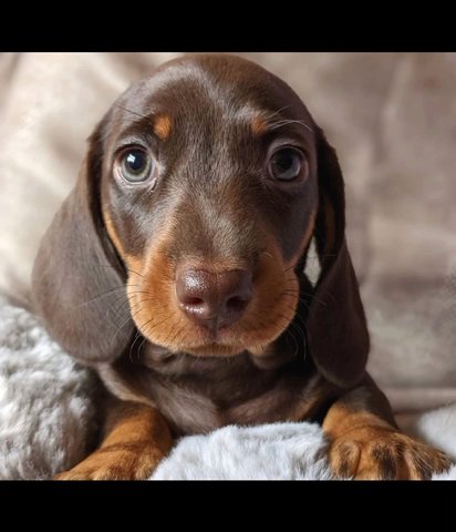 Dachshund Pups Available Choc And Tan in Liverpool