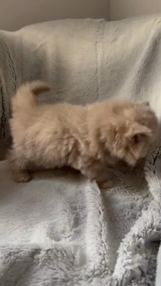 pedigree British Longhair kittens in Cheshire East