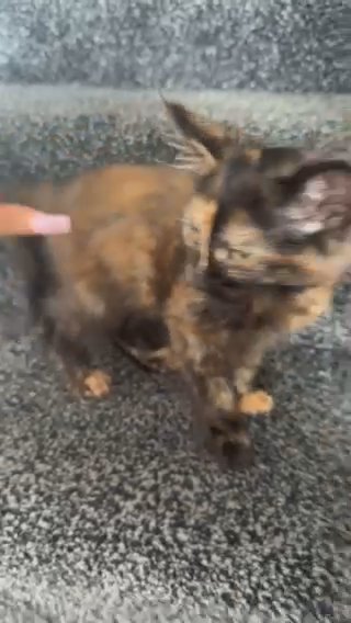 2 Amazinf Kittens Left in London