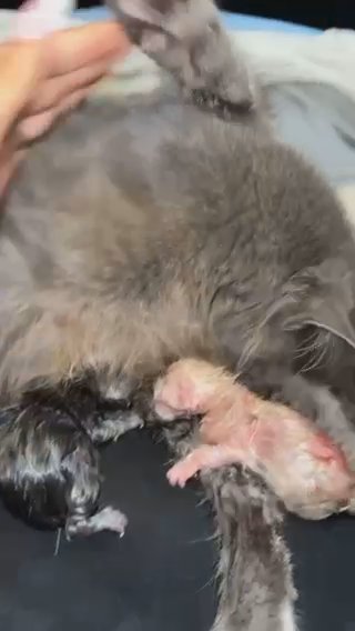 One Amazing Kitten Left in London