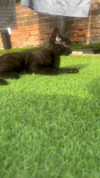 2 Kittens To Adopt in Berkshire