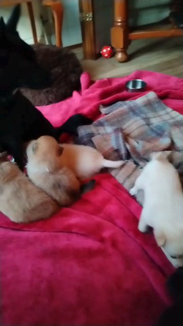 Mixed breed pups for sale! in London
