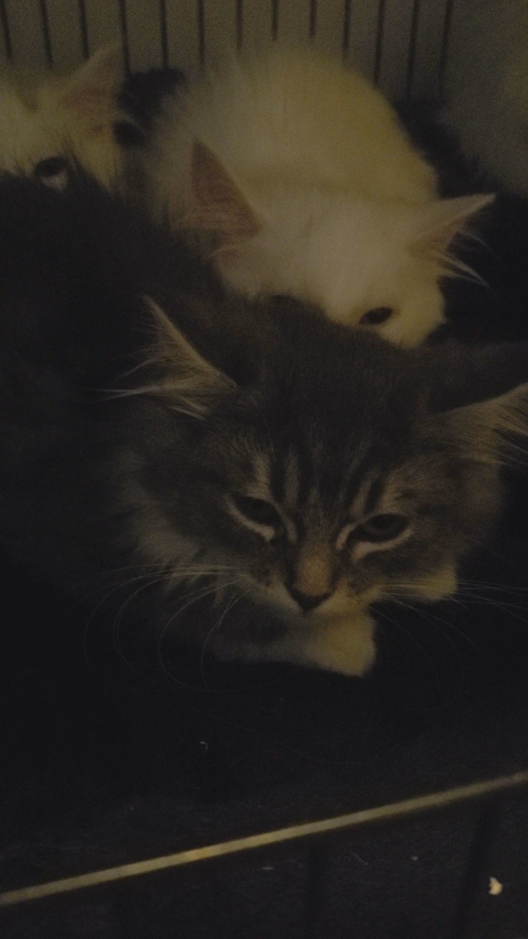 BSH Silver and black 2 boys left in Central Bedfordshire