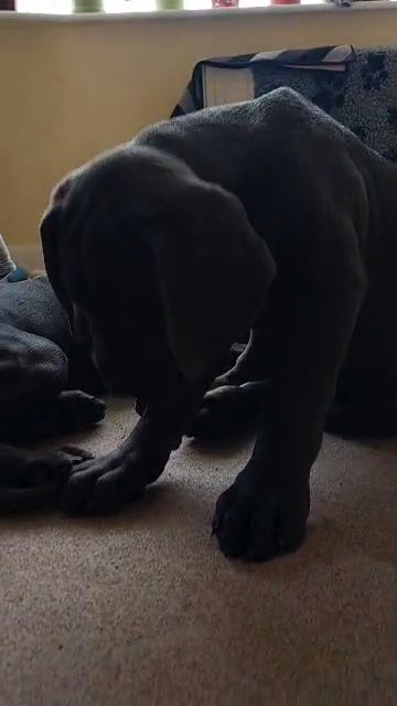Cane Corso male puppy, top bloodline in London