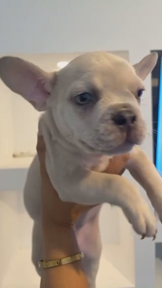Female Platinum Frenchie Puppy 8 Weeks in Nottingham