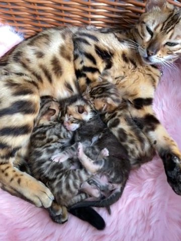 PURE BREED BENGAL KITTENS in Hillingdon