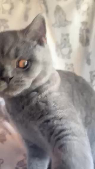 Gorgeous Blue Bsh Boy in North Yorkshire